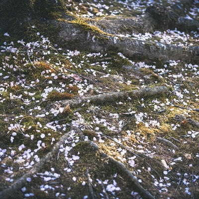 地を這う桜の根と花屑（逢瀬公園）の写真