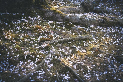 地を這う桜の根と花屑（逢瀬公園）の写真