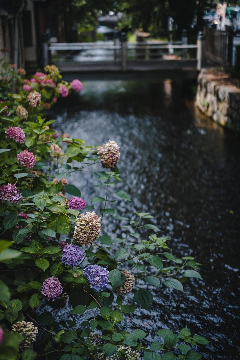 「紫陽花が咲く高瀬川」の写真