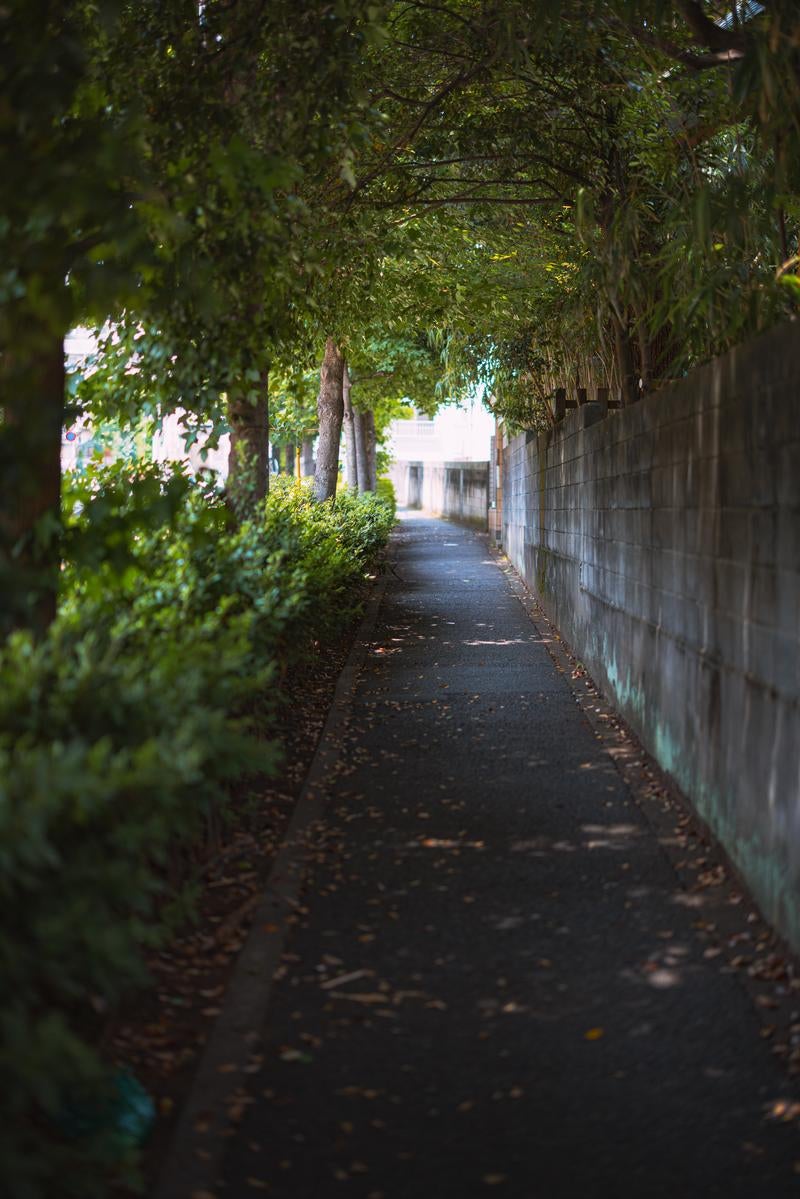 「街路樹に覆われた歩道」の写真
