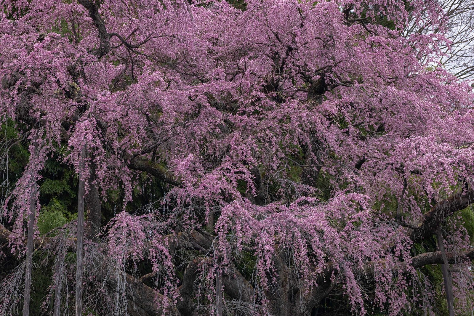 「咲き誇る紅枝垂地蔵桜」の写真
