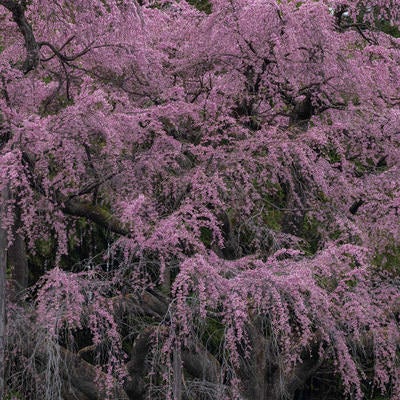 咲き誇る紅枝垂地蔵桜の写真