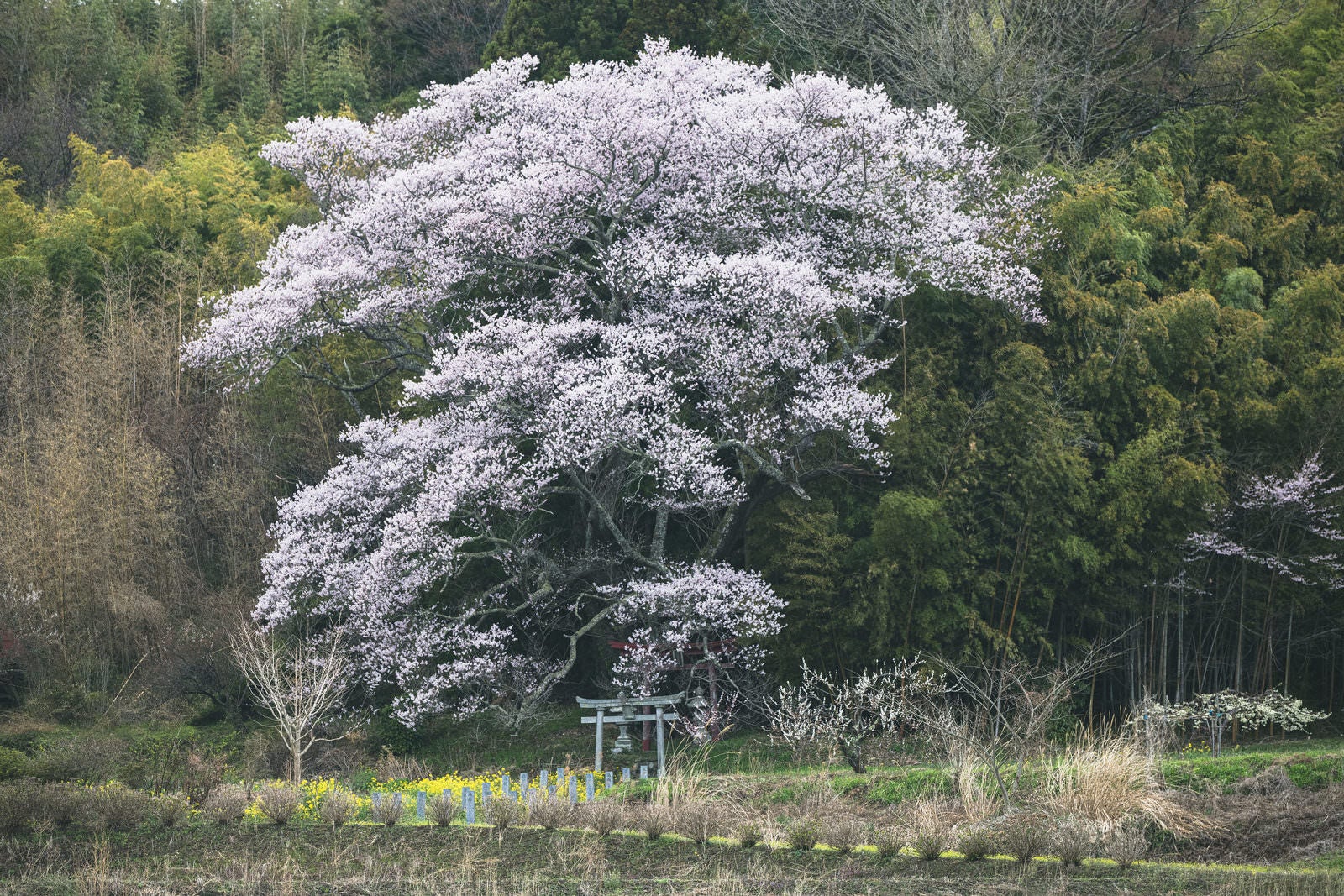 「満開時の大和田稲荷神社の子授け桜」の写真