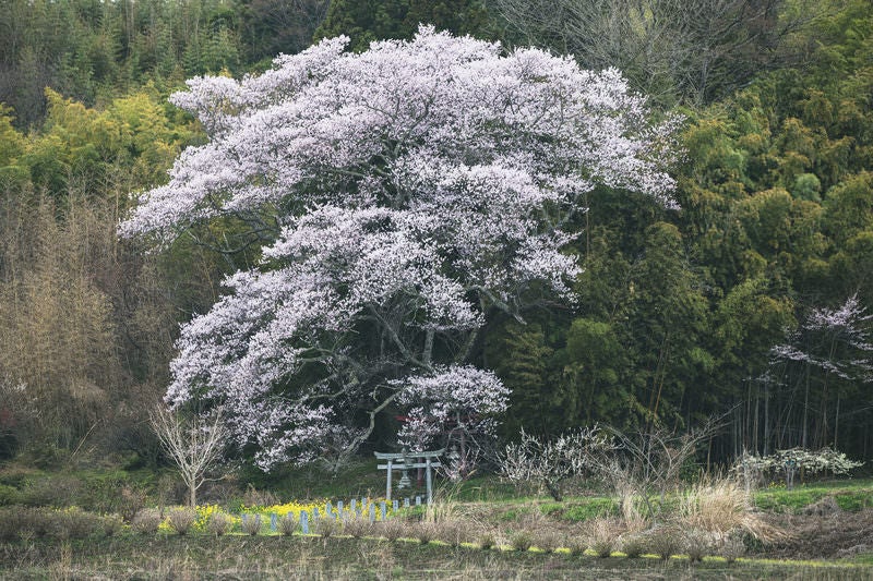 満開時の大和田稲荷神社の子授け桜の写真