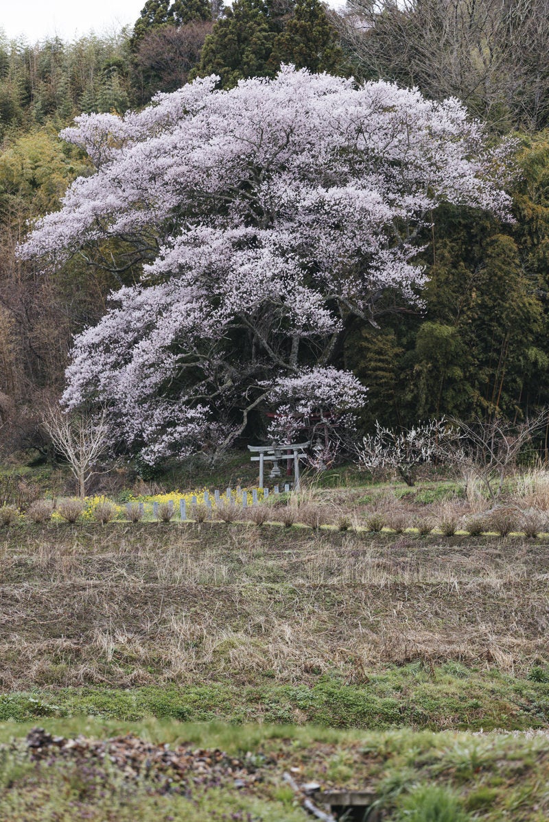 大和田稲荷神社の鳥居を覆うほどの子授け桜