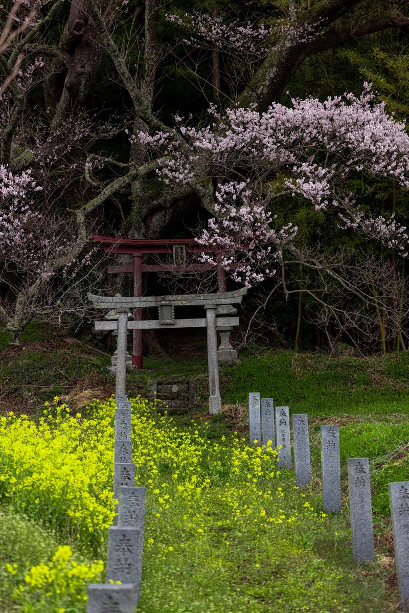 「鳥居へ続く菜の花と子授け櫻」の写真