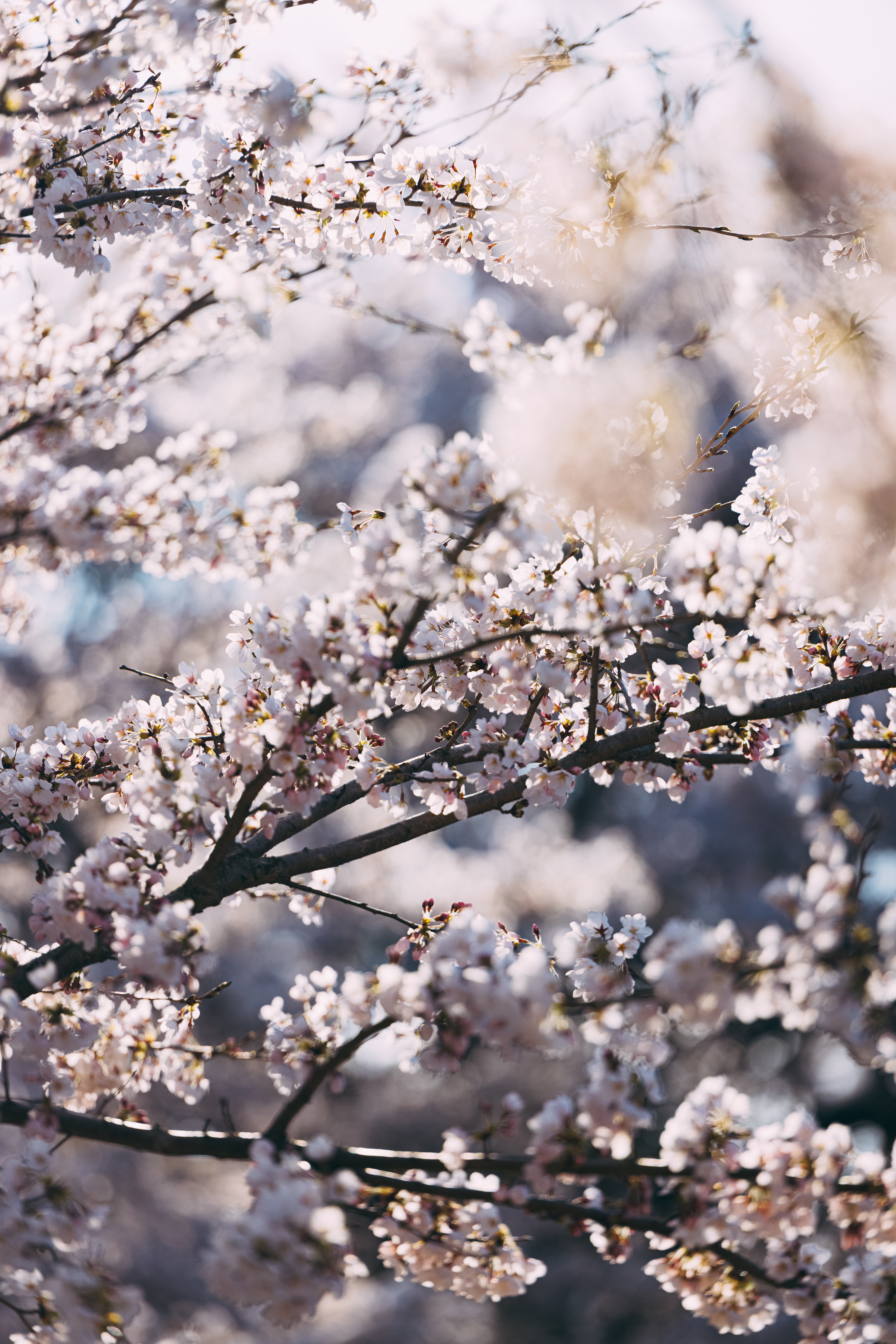 開花した桜と蕾（笹原川の千本桜）の無料写真素材 - ID.78276｜ぱくたそ