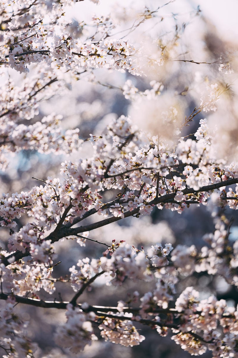 開花した桜と蕾（笹原川の千本桜）の写真