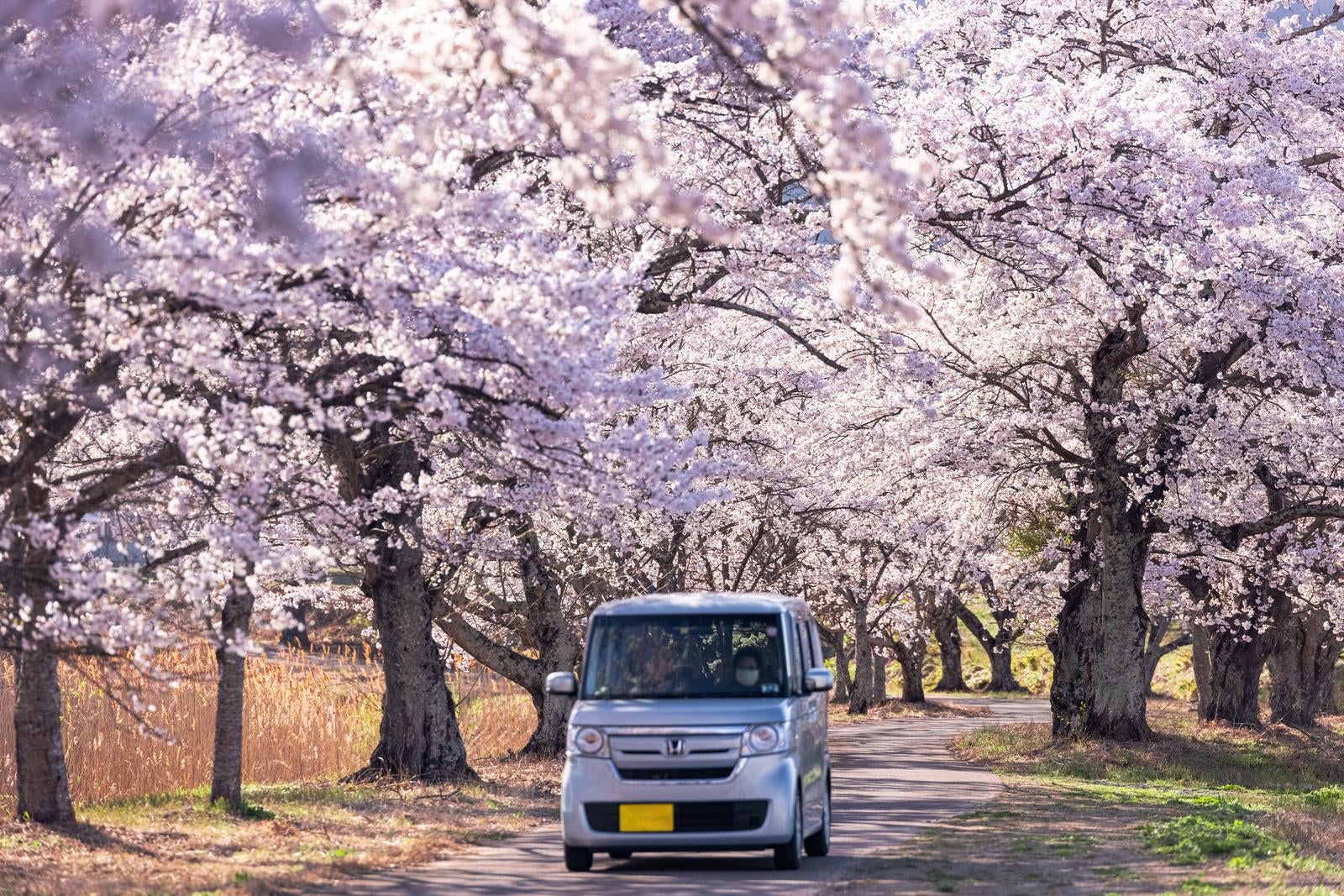 満開の桜並木の道路を走る白い軽自動車