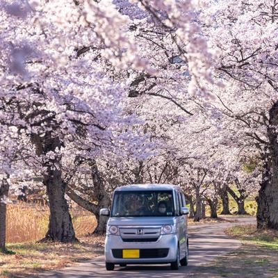 笹原川の千本桜を走る軽自動車で春のドライブの写真