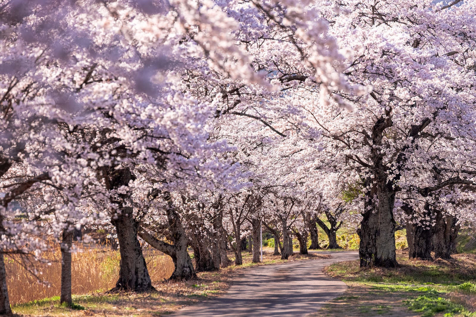 満開の桜並木が道路の両側に続く春の風景
