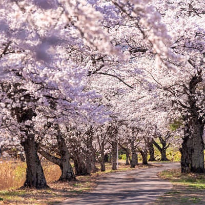 桜並木の下に伸びる影（笹原川の千本桜、郡山市）の写真