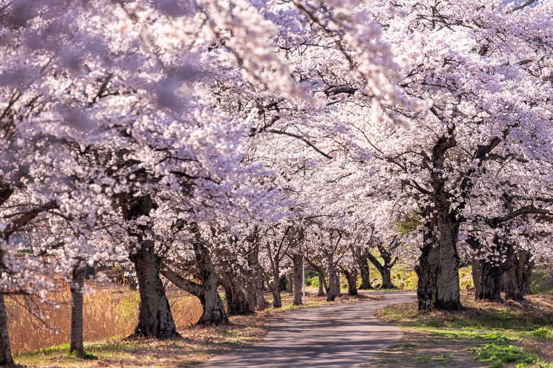 桜並木の下に伸びる影（笹原川の千本桜、郡山市）