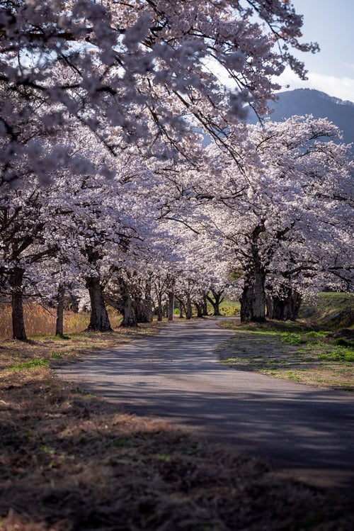 道路に伸びる笹原川千本桜の影の写真