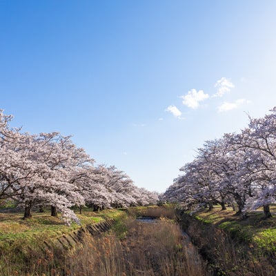 笹原川の両岸に咲く桜並木の写真