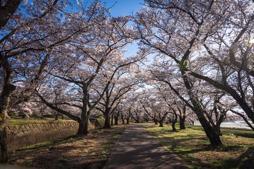 笹原川千本桜の枝間から見える青空の写真
