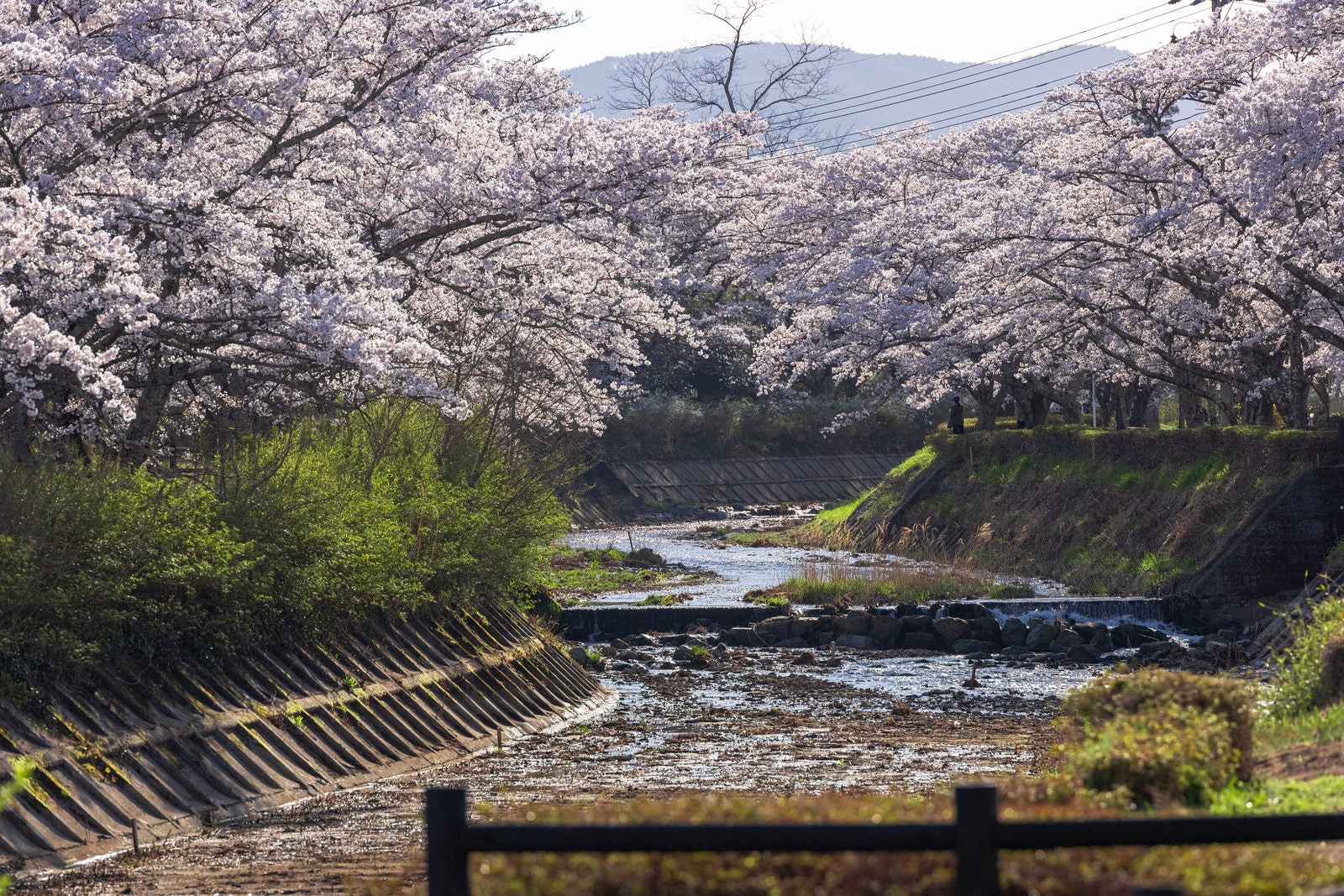 川に垂れ下がる白い満開桜、新緑と古い幹が見える河畔の風景