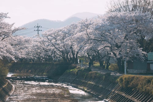 笹原川の千本桜へと続く道路の写真