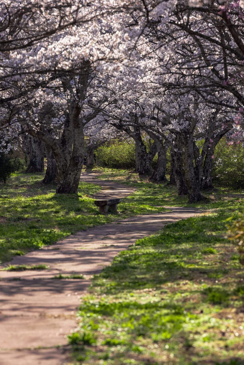 両側に満開の桜が咲く茶色い土の道。奥へ続く桜のトンネルが光に照らされている。