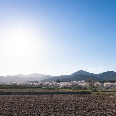 田んぼの奥に見える笹原川の千本桜の写真