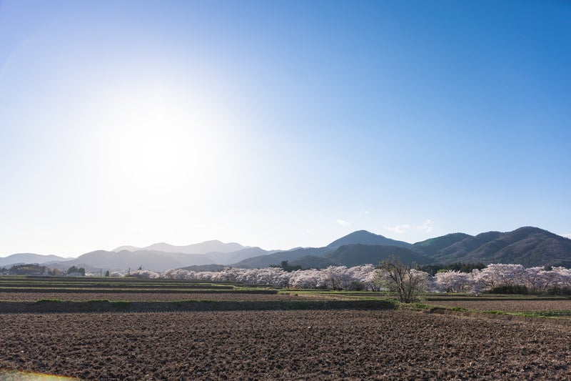 田んぼの奥に見える笹原川の千本桜の写真