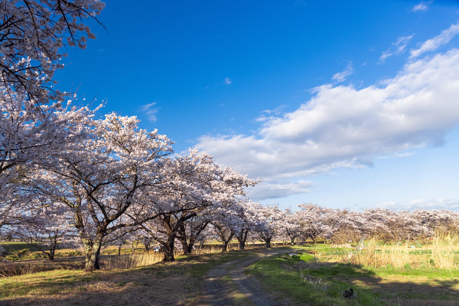 白い花を咲かせた桜並木が両側に並ぶ春の田舎道