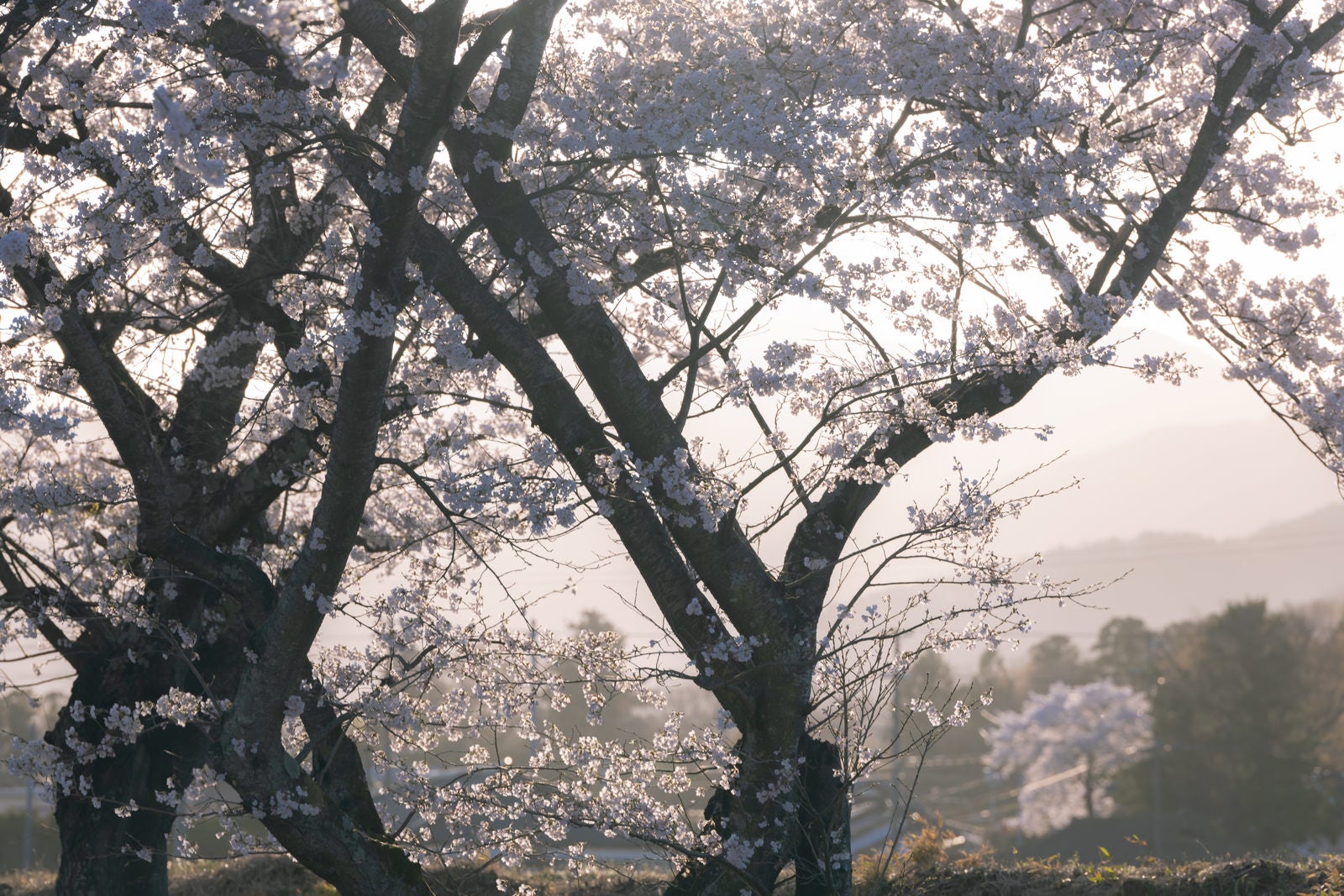 「霞の中の笹原川千本桜」の写真