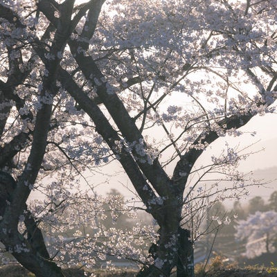 霞の中の笹原川千本桜の写真