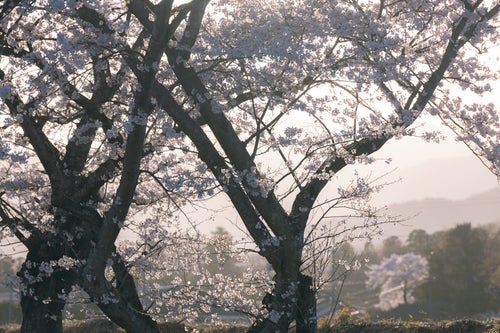 霞の中の笹原川千本桜の写真