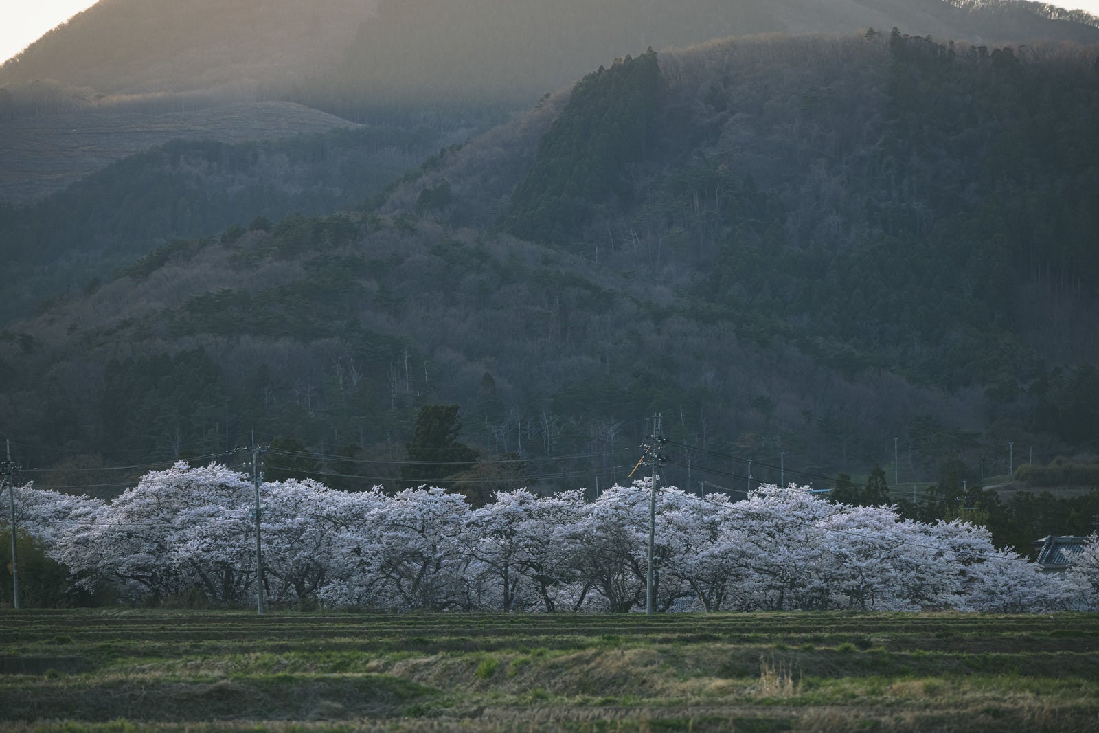 山を背景に咲く満開の白い桜並木と田園の春風景