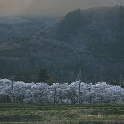 笹原川の千本桜並木の春景色と山々の田園風景の写真