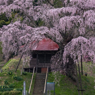 不動堂を覆うエドヒガンの枝垂れ桜の写真
