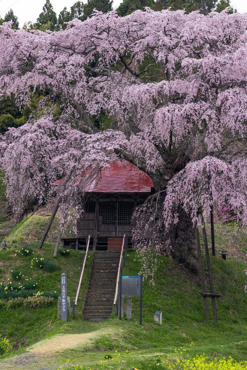福島県郡山市の不動堂に咲く薄紫色の枝垂れ桜の大木
