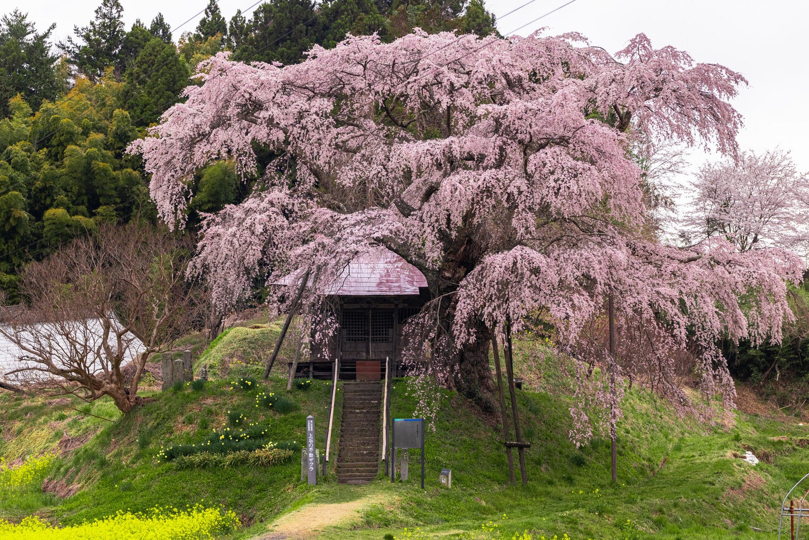 「不動堂を包む上石の不動桜」の写真