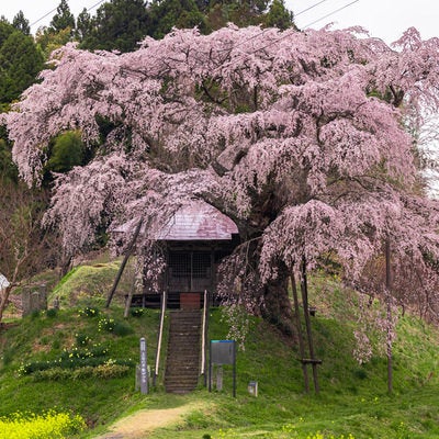 不動堂を包む上石の不動桜の写真