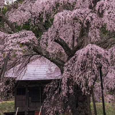 境内から伸びる満開の上石の不動桜の写真