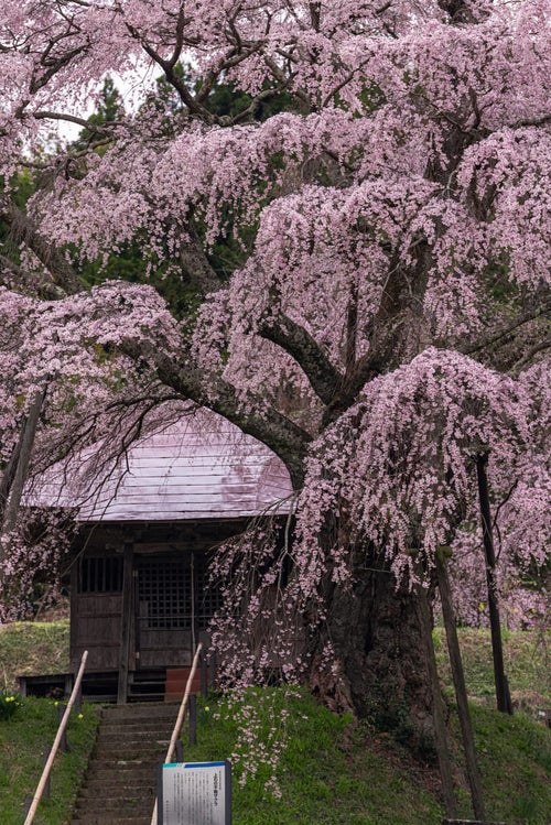 境内から伸びる満開の上石の不動桜の写真