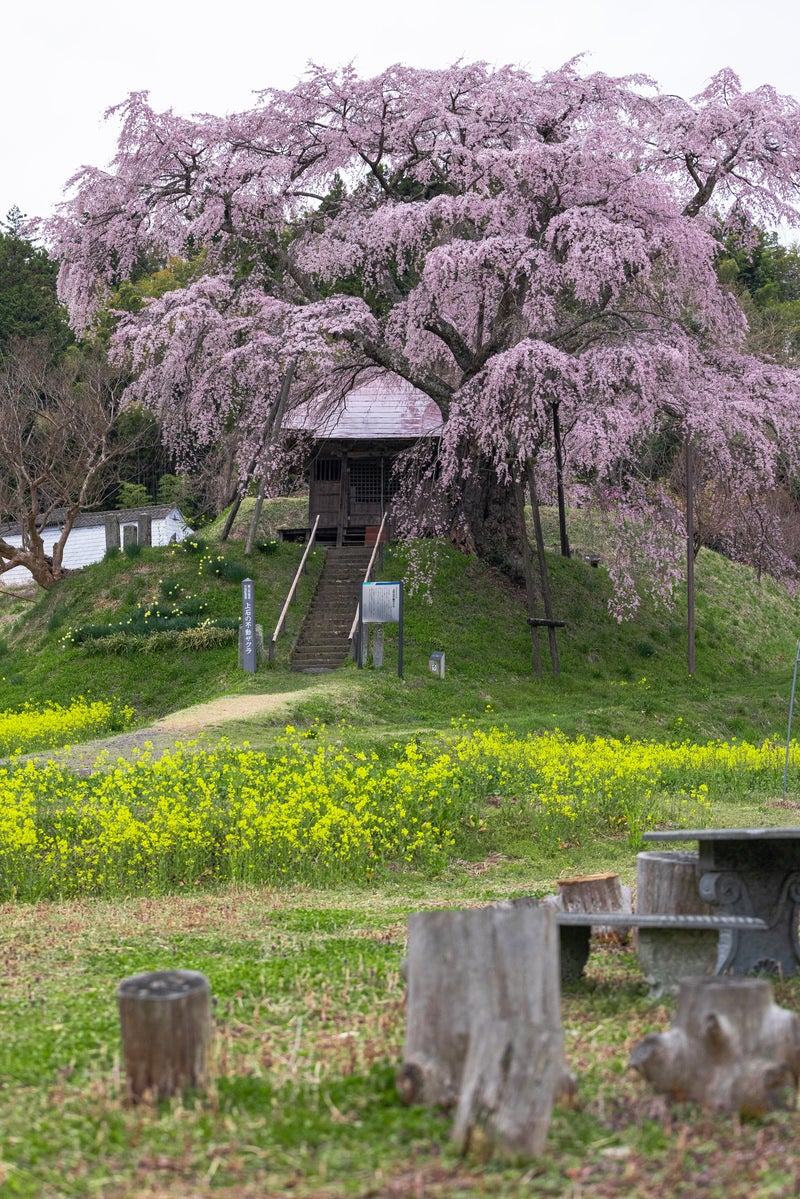 「菜の花越しに満開に咲く上石の不動桜」の写真
