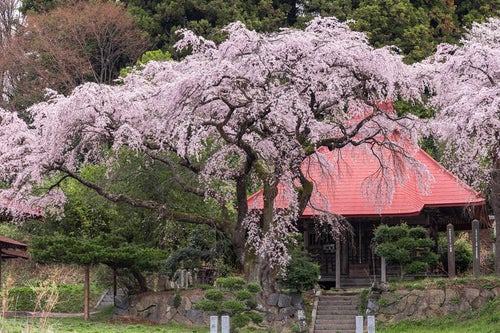 満開の水月観音堂桜の写真