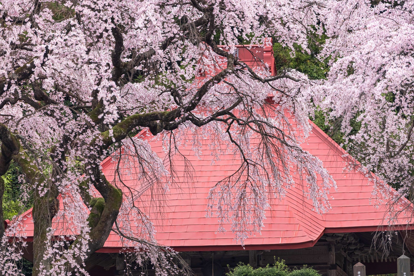 「水月観音堂桜とお堂の屋根」の写真