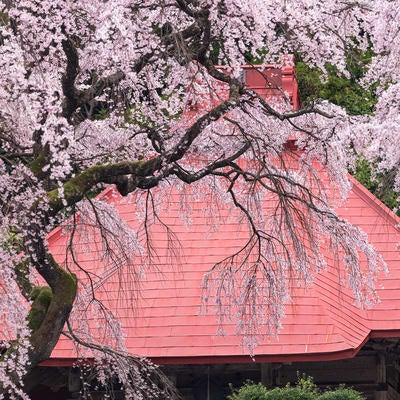 水月観音堂桜とお堂の屋根の写真