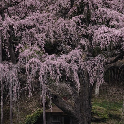 地蔵堂に寄り添う紅枝垂地蔵桜の満開風景の写真