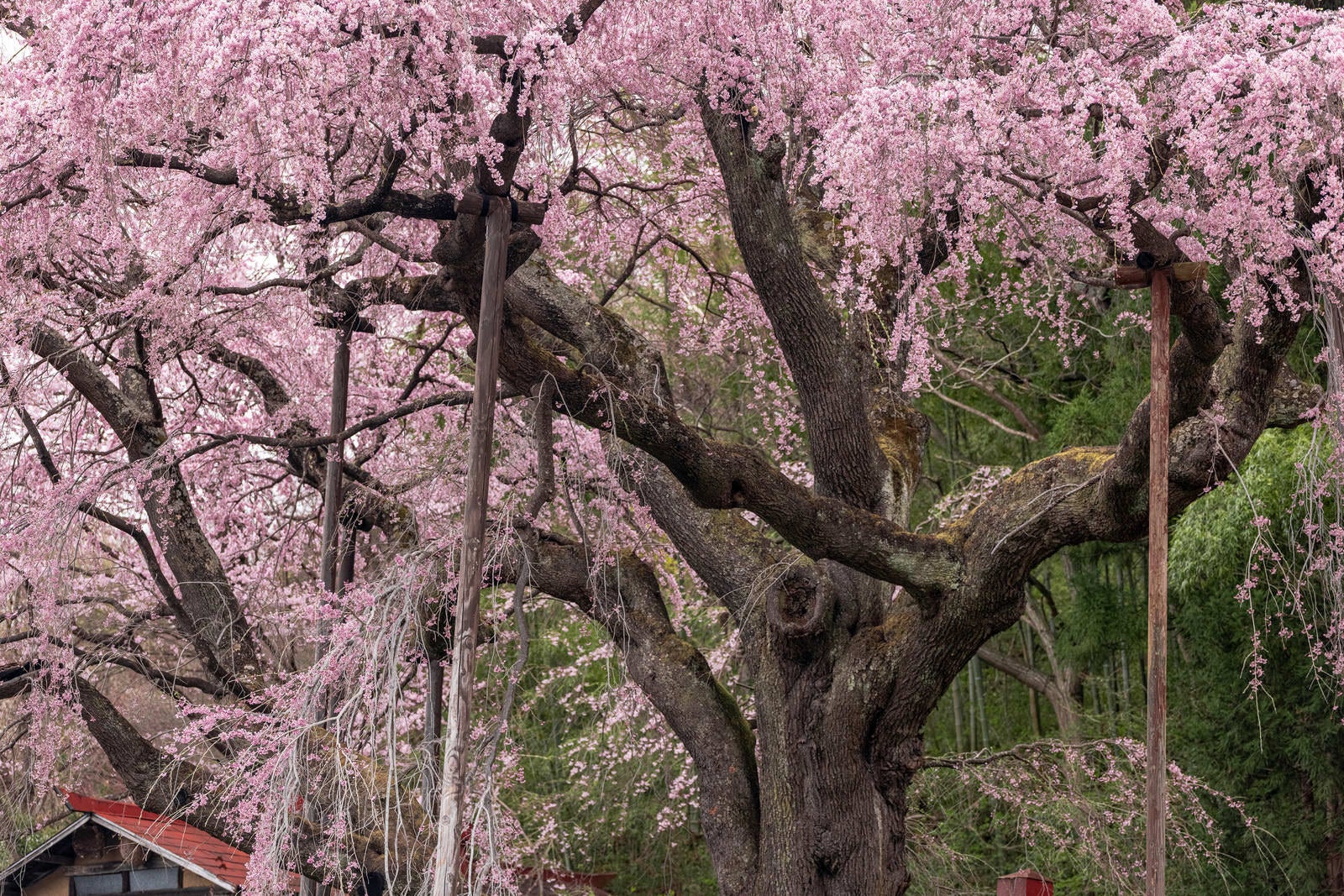 「満開の桜と支柱（紅枝垂地蔵桜）」の写真