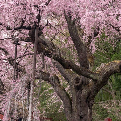 満開の桜と支柱（紅枝垂地蔵桜）の写真