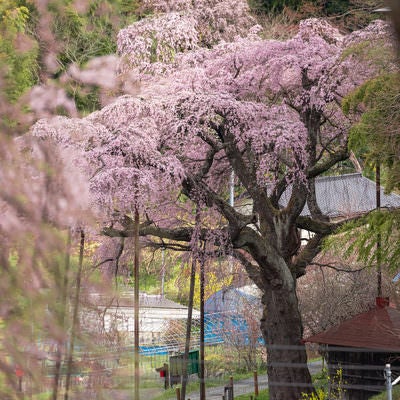 古い枝を支える支柱と満開の桜（紅枝垂地蔵桜）の写真