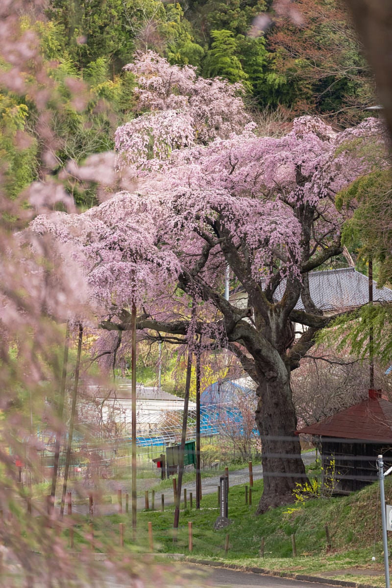 「古い枝を支える支柱と満開の桜（紅枝垂地蔵桜）」の写真