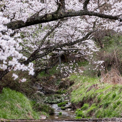 春を呼ぶ伊勢桜と小川の写真
