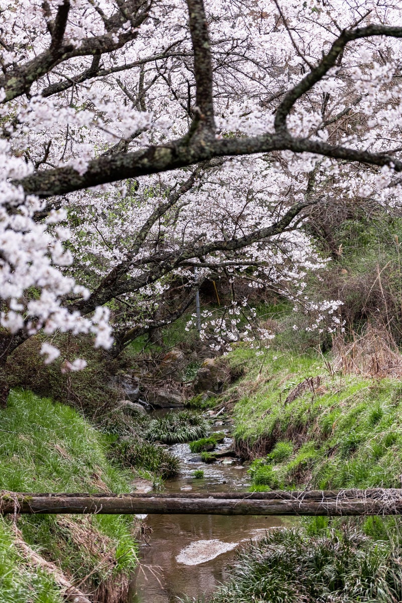 「春を呼ぶ伊勢桜と小川」の写真