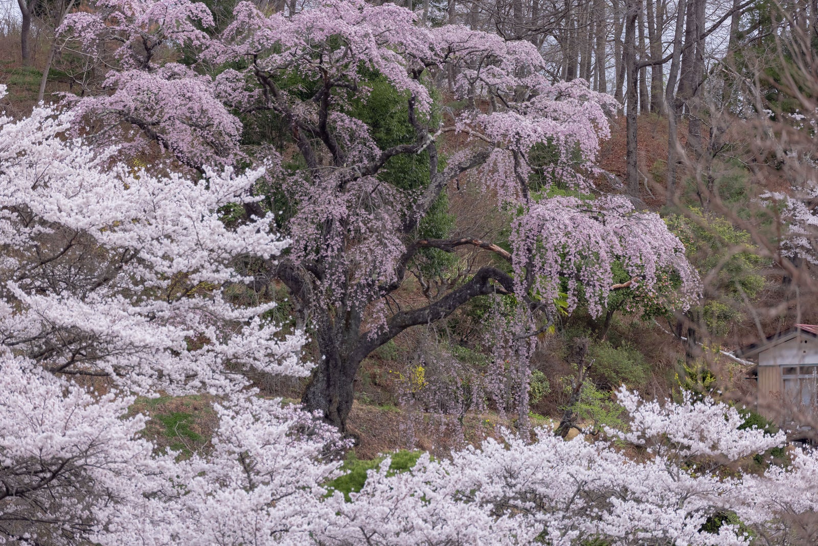 「春の訪れと桜に包まれる」の写真