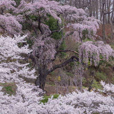 春の訪れと桜に包まれるの写真